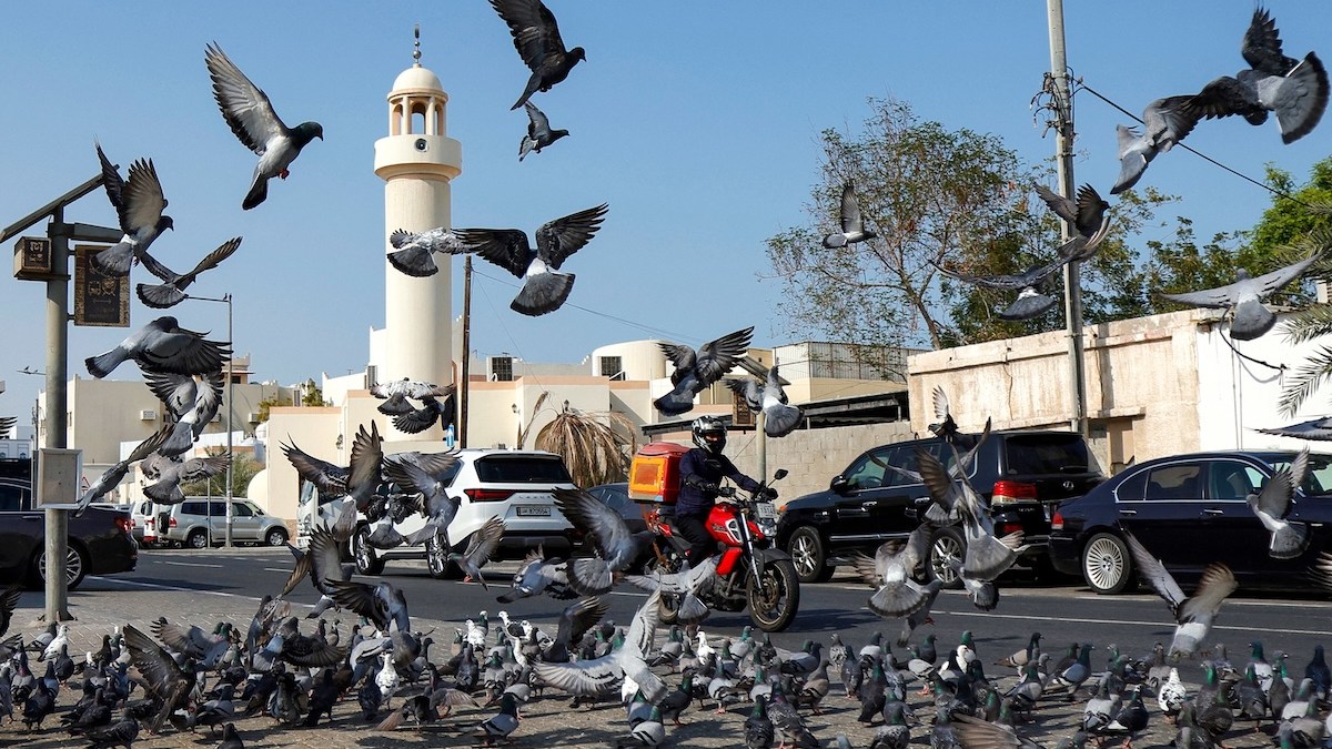pigeons-peace.jpg