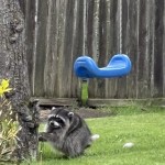 The unexpected charm of Jimothy the raccoon