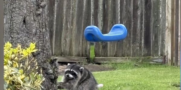 The unexpected charm of Jimothy the raccoon