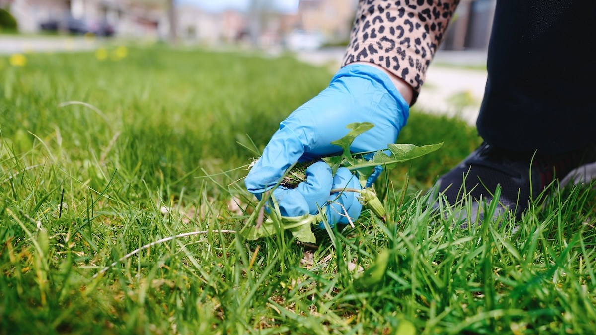 weeds-lawn.jpg