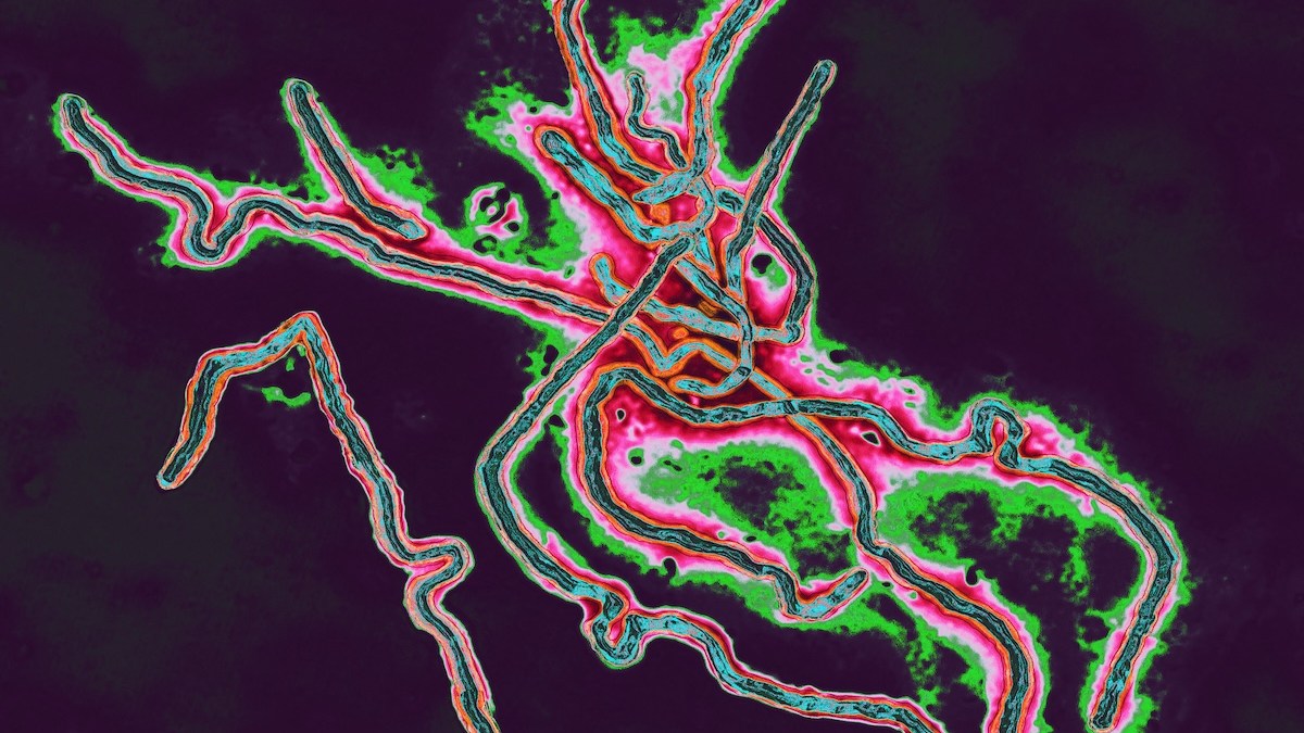 ebola-virus.jpg