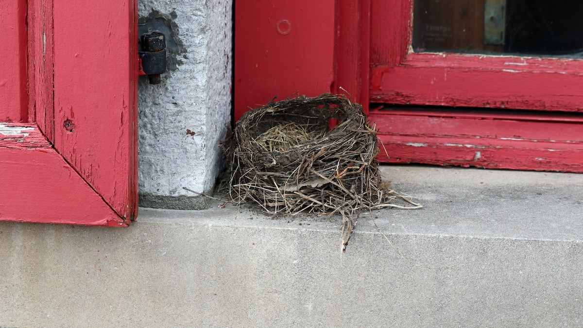 empty-nest.jpg