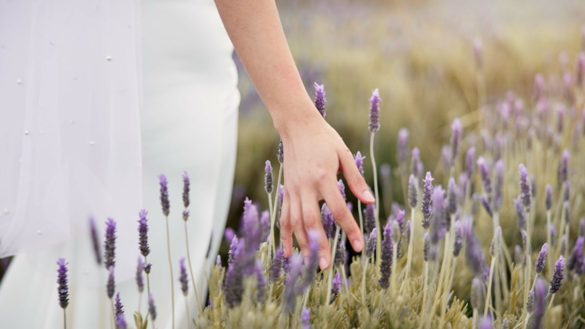 white-dress-lavender-field-peace.jpg